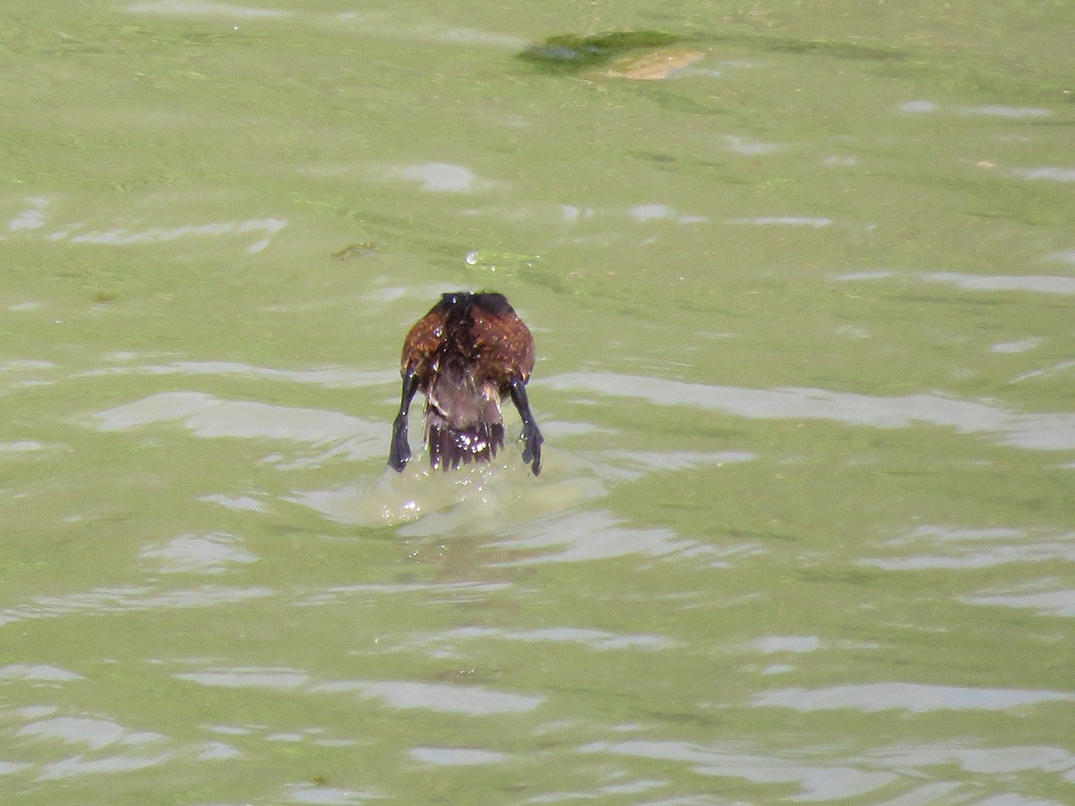 Ferruginous Duck - Pedro Fernandes