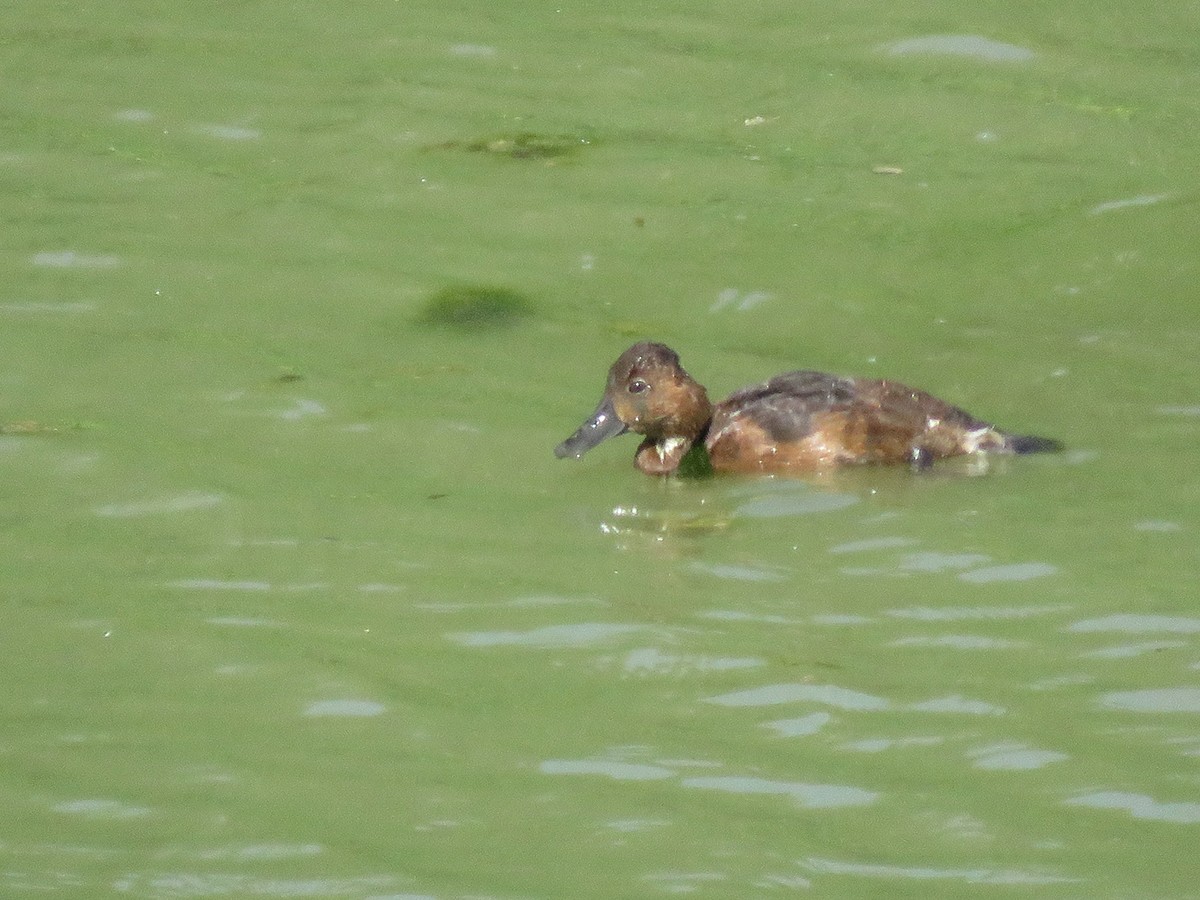 Ferruginous Duck - Pedro Fernandes