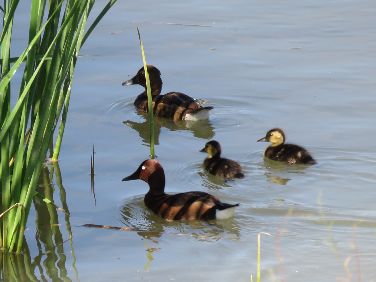 Ferruginous Duck - Pedro Fernandes