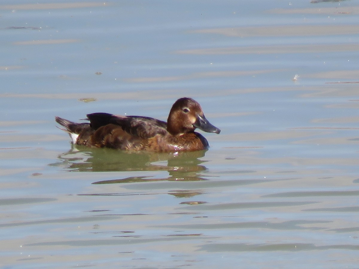 Ferruginous Duck - Pedro Fernandes