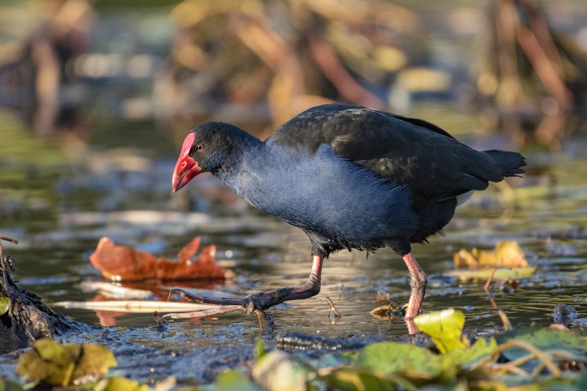 Australasian Swamphen - ML104261741