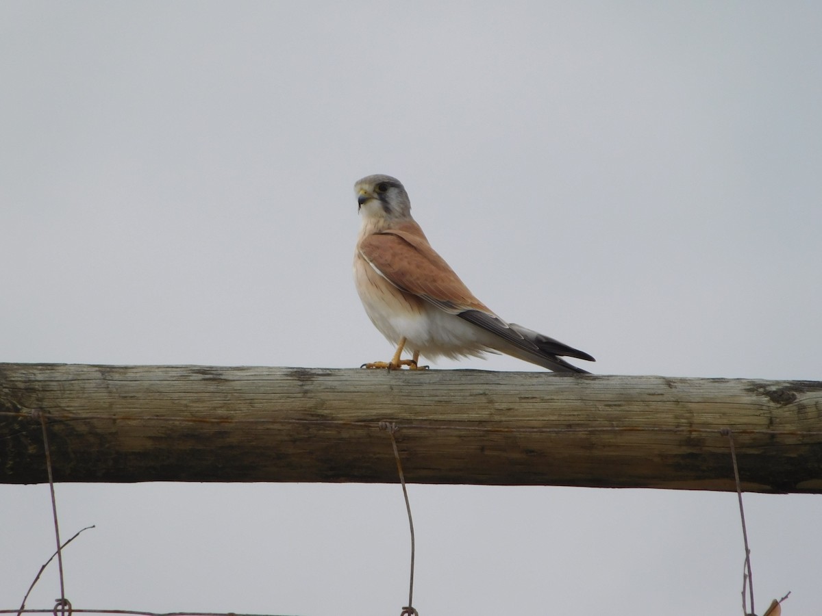 Nankeen Kestrel - ML104262311