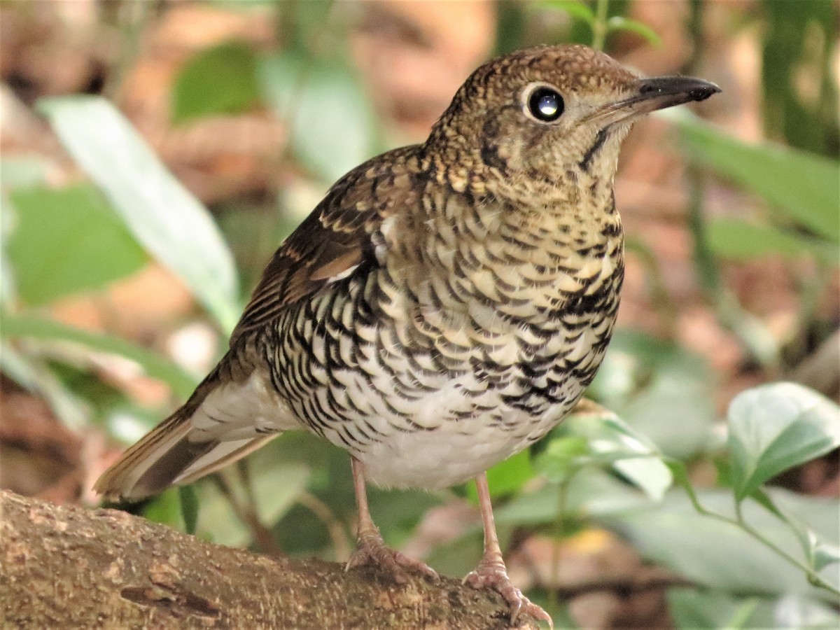 Bassian Thrush - ML104262701