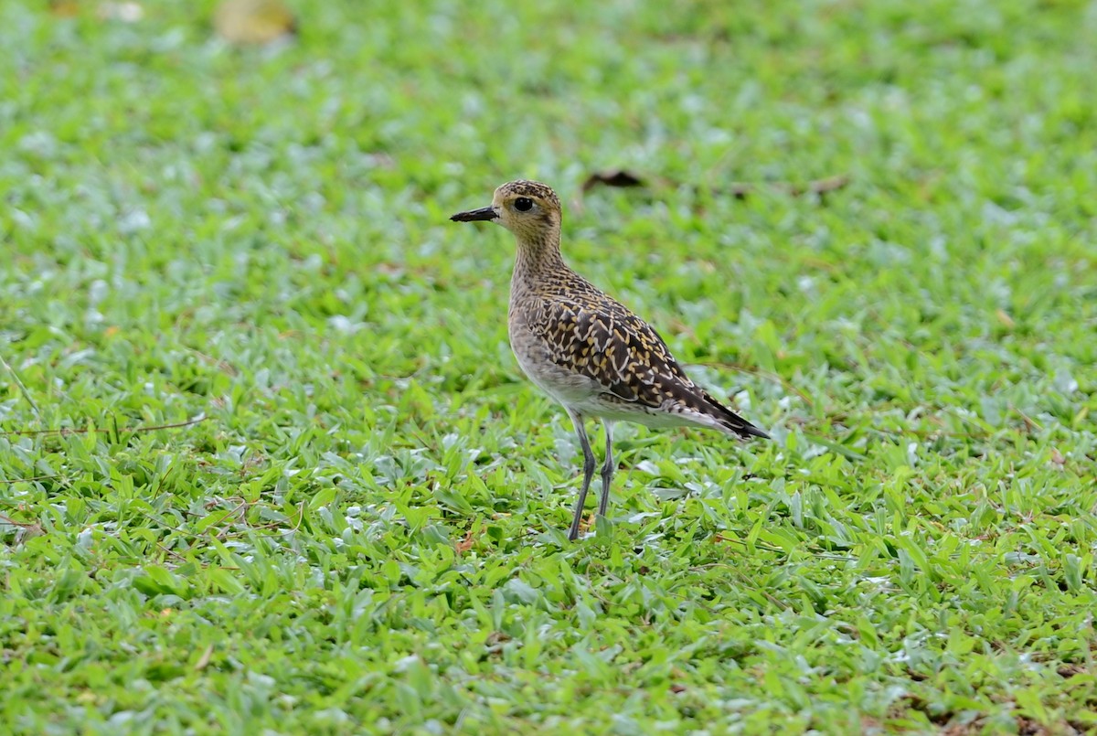 Pacific Golden-Plover - ML104262791