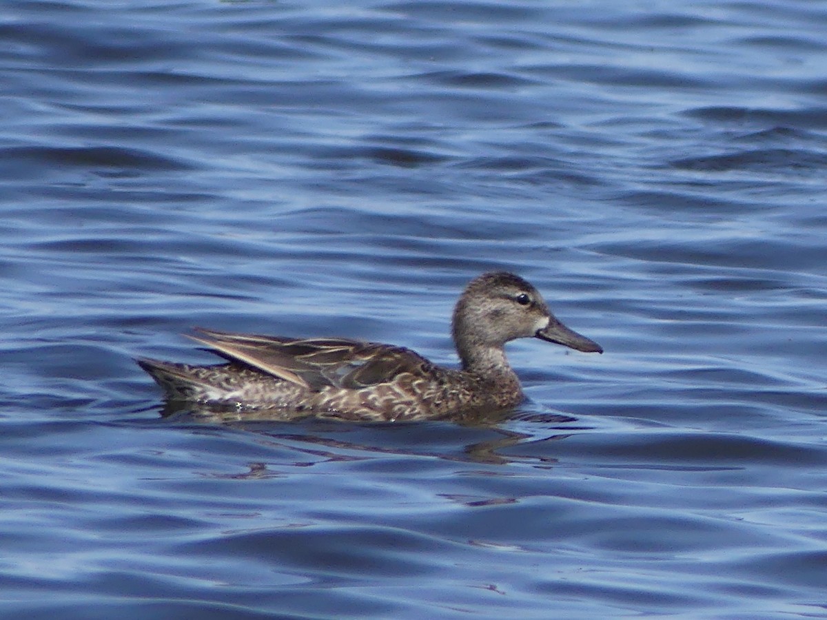 Sarcelle à ailes bleues - ML104266791