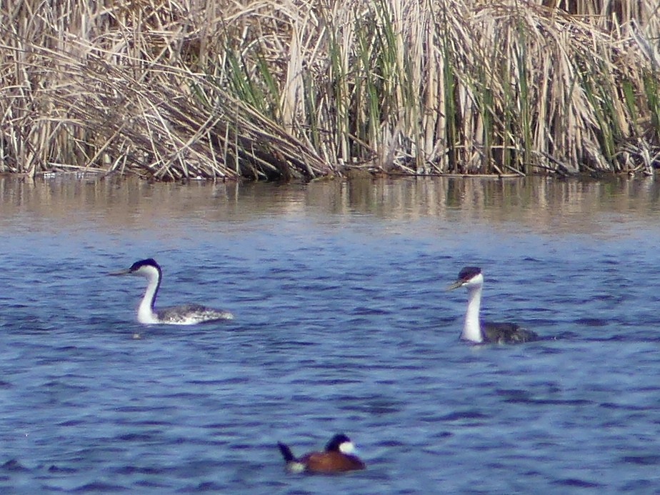 Western Grebe - ML104266841