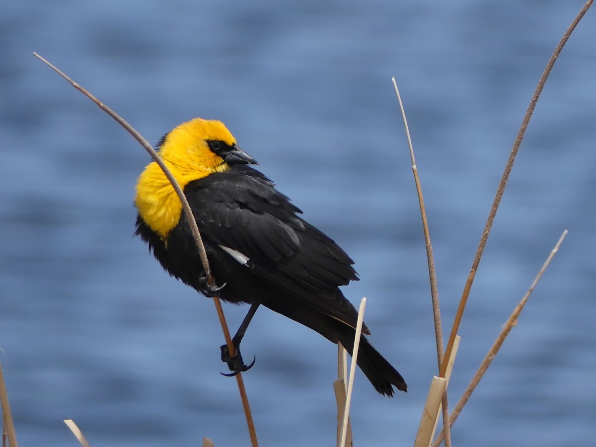 Yellow-headed Blackbird - Shelley Rutkin