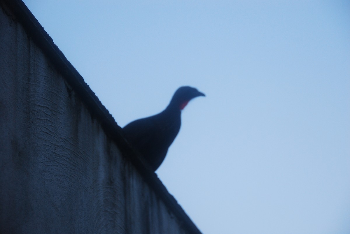 Dusky-legged Guan - ML104266971