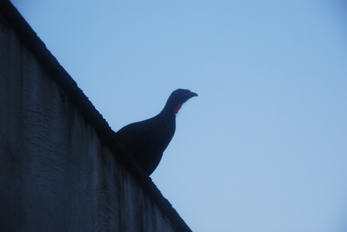 Dusky-legged Guan - ML104266981