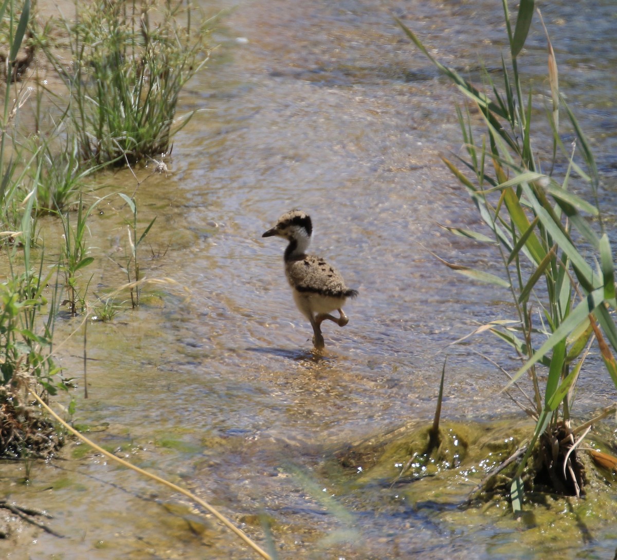 Red-wattled Lapwing - ML104267141