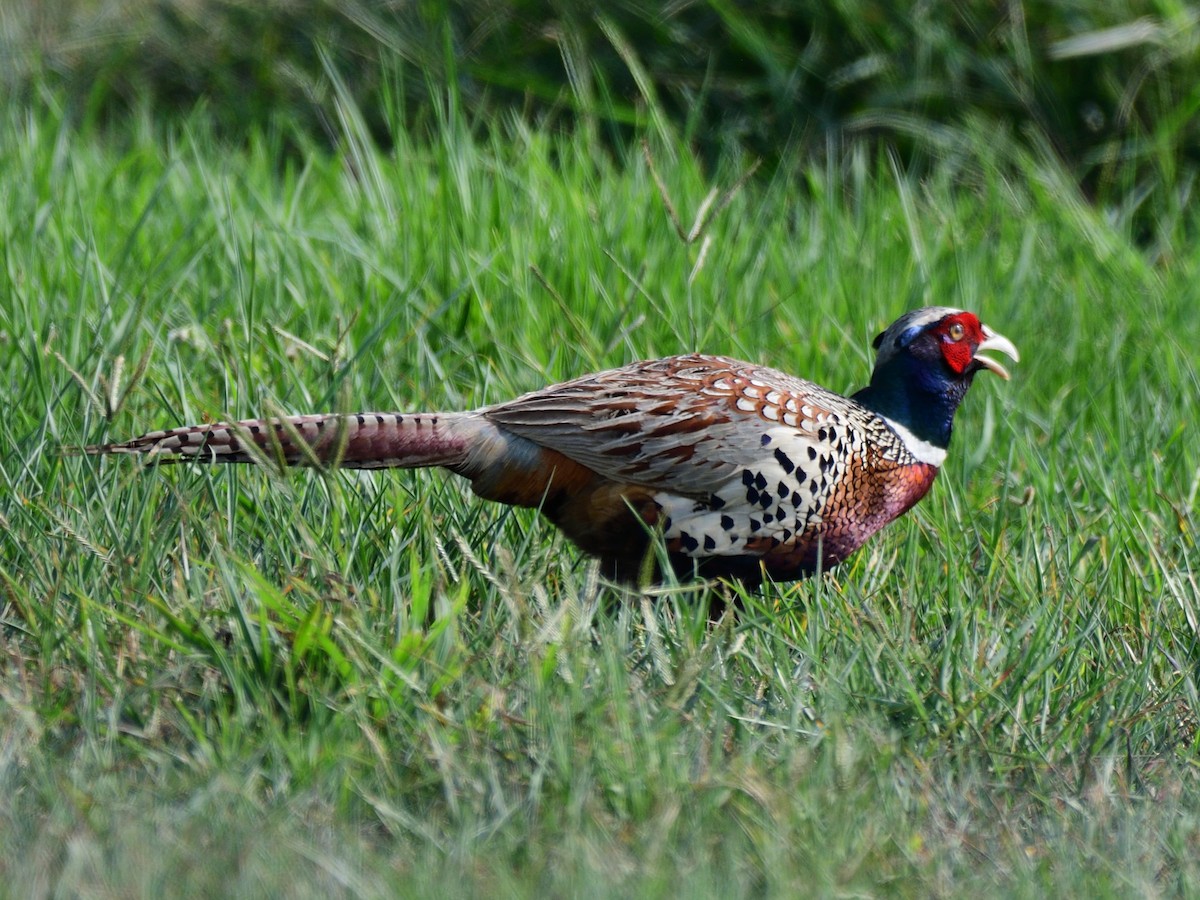 Ring-necked Pheasant - 晟哲 洪