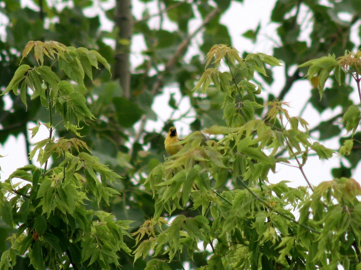 Orchard Oriole - ML104268061