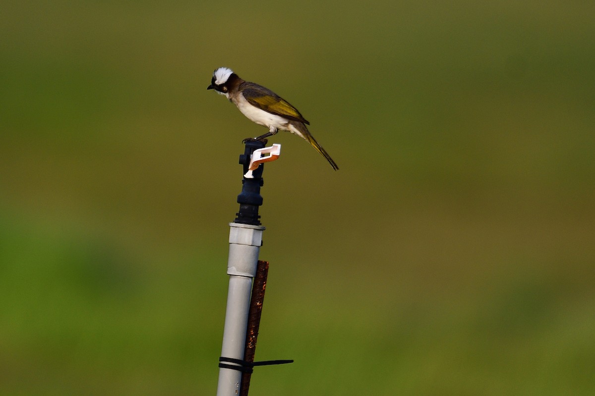 Light-vented Bulbul - ML104268111