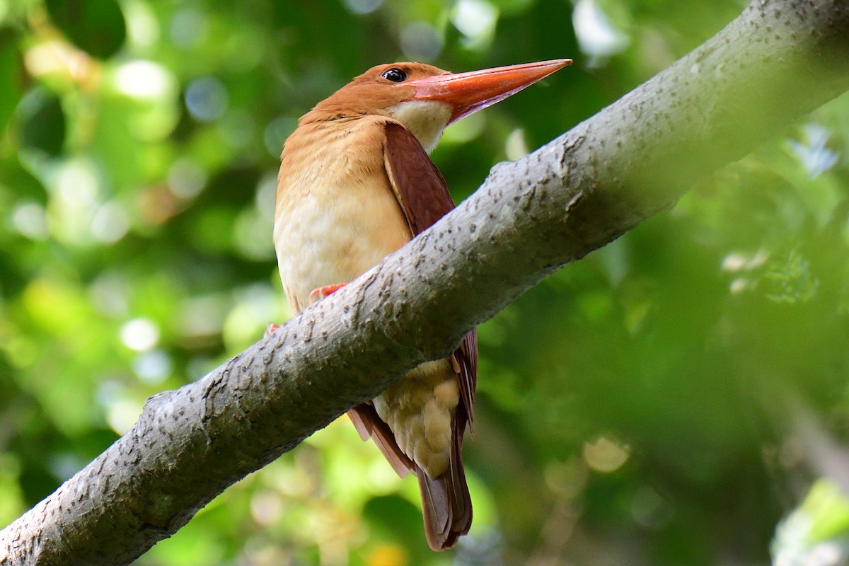 Ruddy Kingfisher - 晟哲 洪