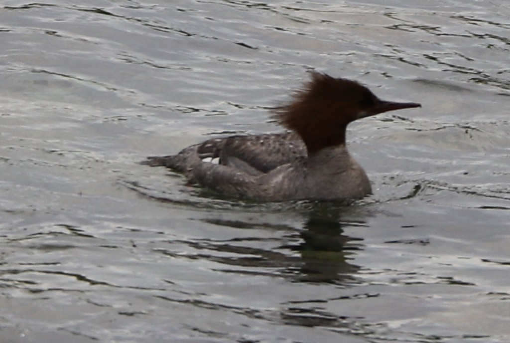 Common Merganser - ML104268461