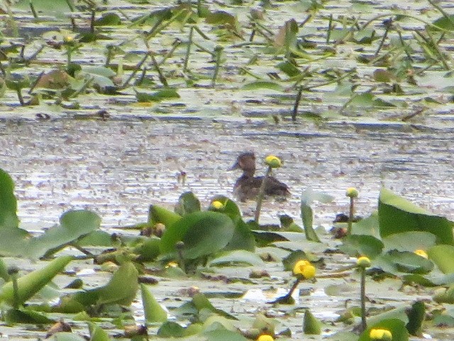 Ring-necked Duck - ML104268831