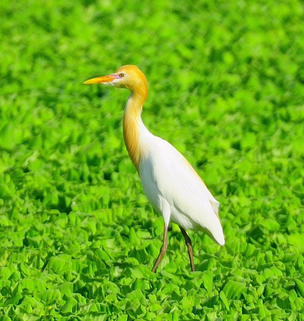 Eastern Cattle Egret - 晟哲 洪