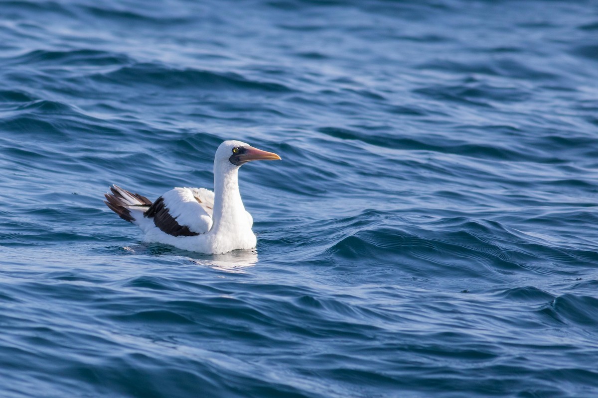 Nazca Booby - Noah Frade