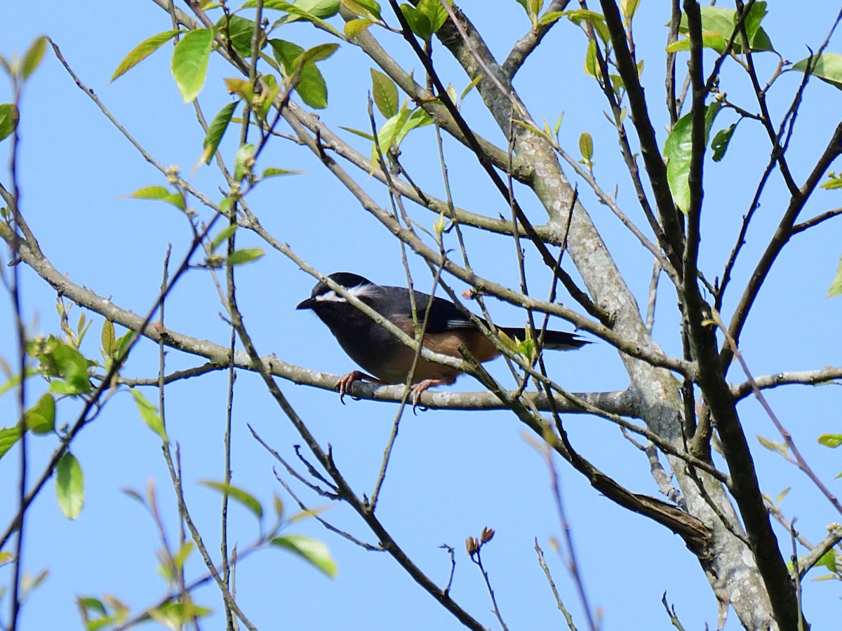 White-eared Sibia - ML104269961