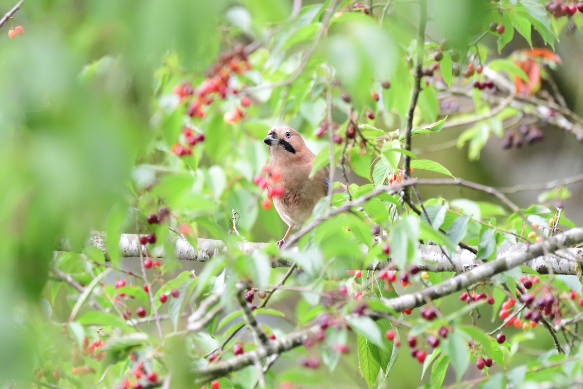 Eurasian Jay - ML104270241