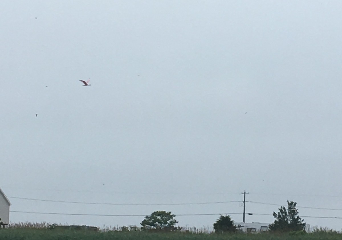 Roseate Spoonbill - ML104270701