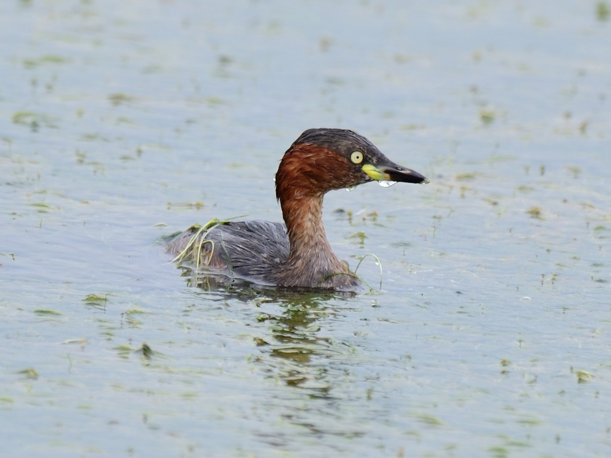 Little Grebe - ML104270761