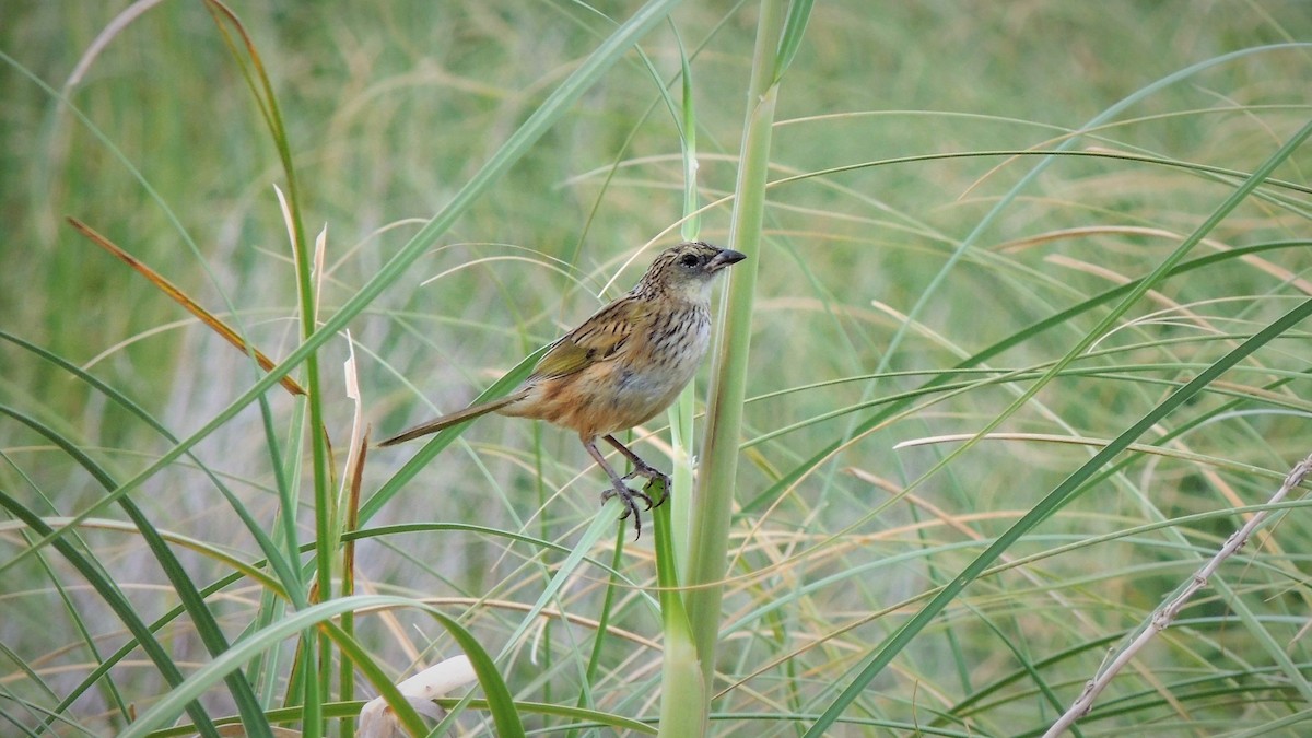 Great Pampa-Finch - ML104270781