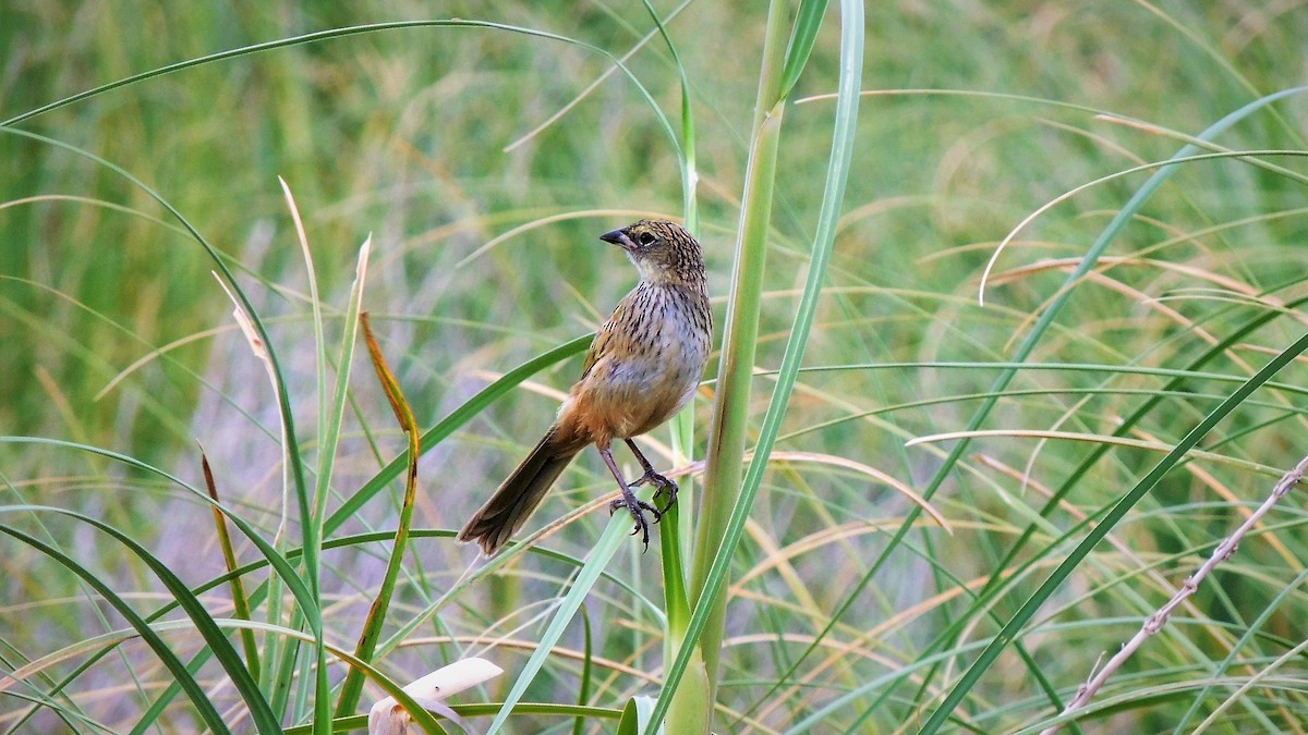 Great Pampa-Finch - ML104270791