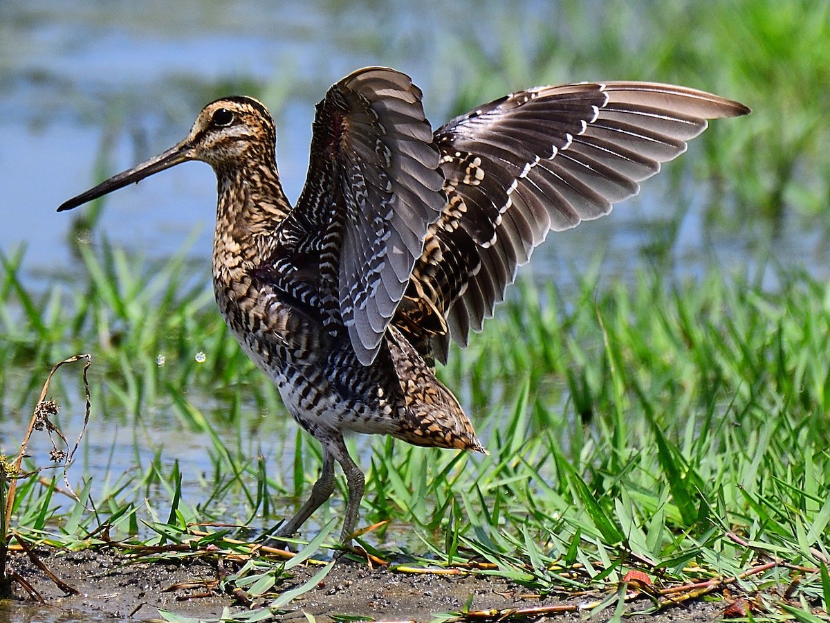 Pin-tailed/Common Snipe - 晟哲 洪