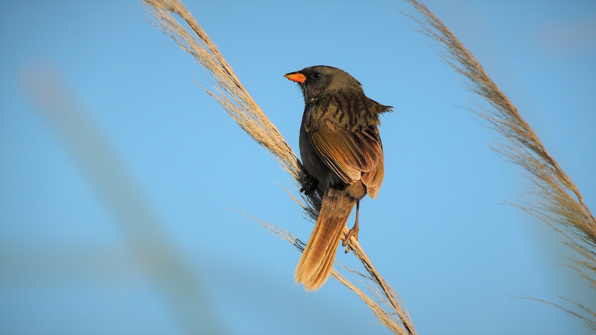 Great Pampa-Finch - ML104271251