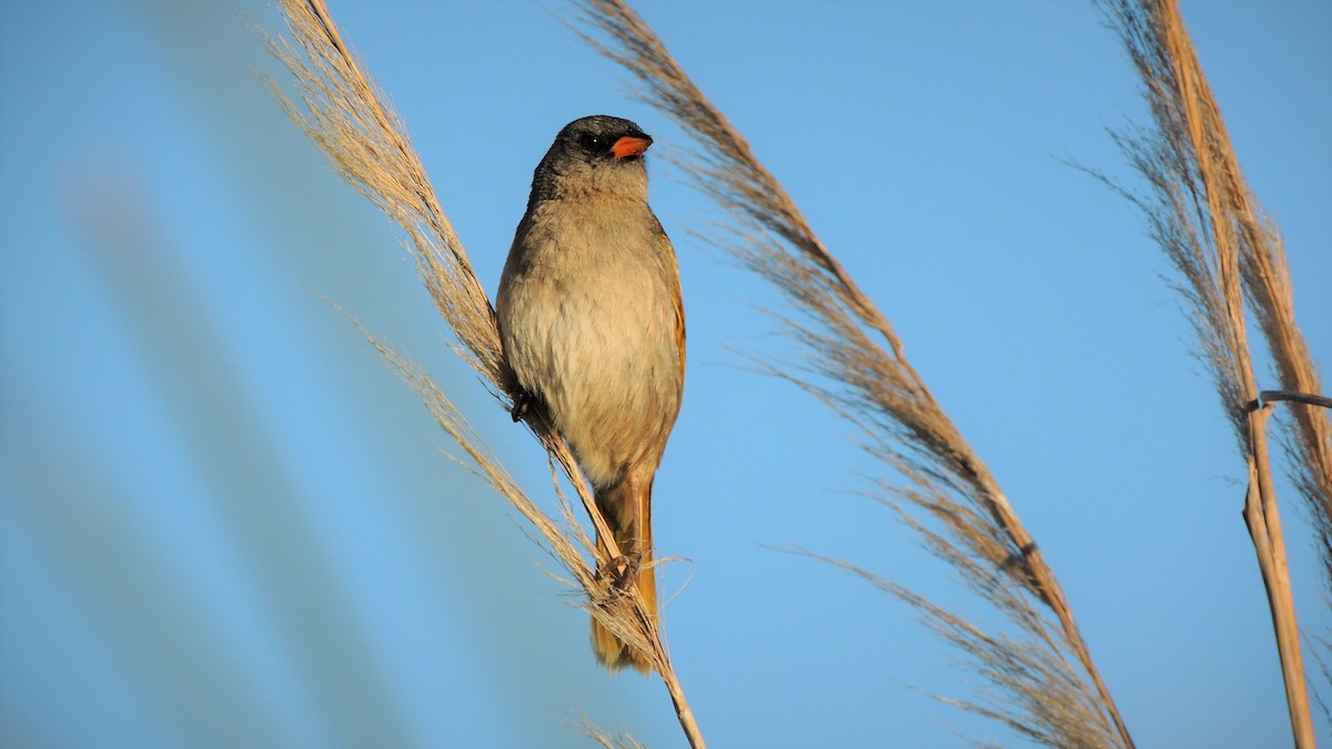 Great Pampa-Finch - ML104271261