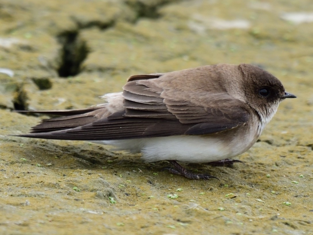 Gray-throated Martin - 晟哲 洪