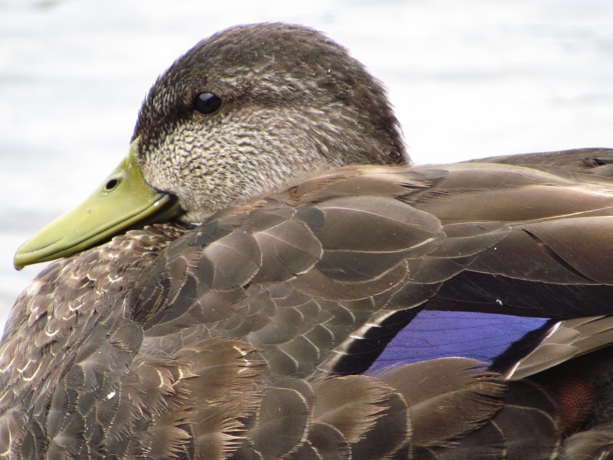 American Black Duck - ML104271581