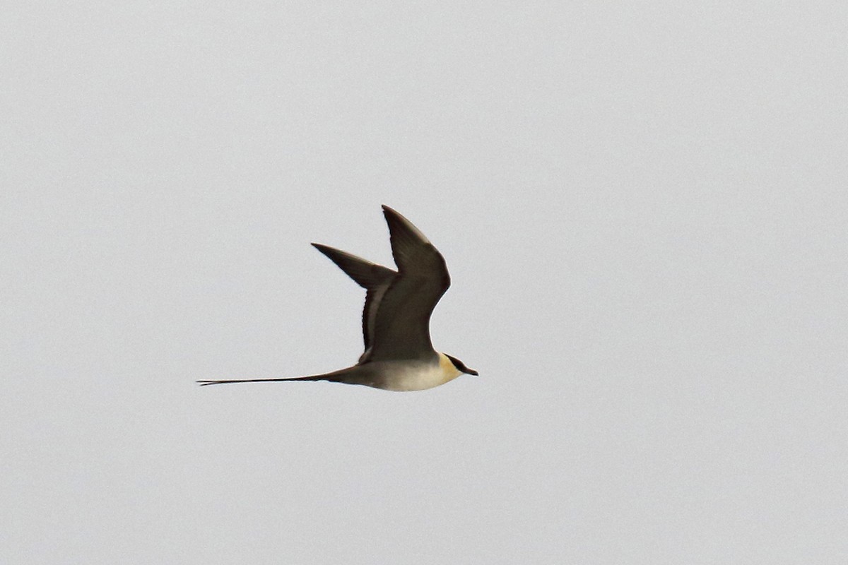 Long-tailed Jaeger - ML104271901
