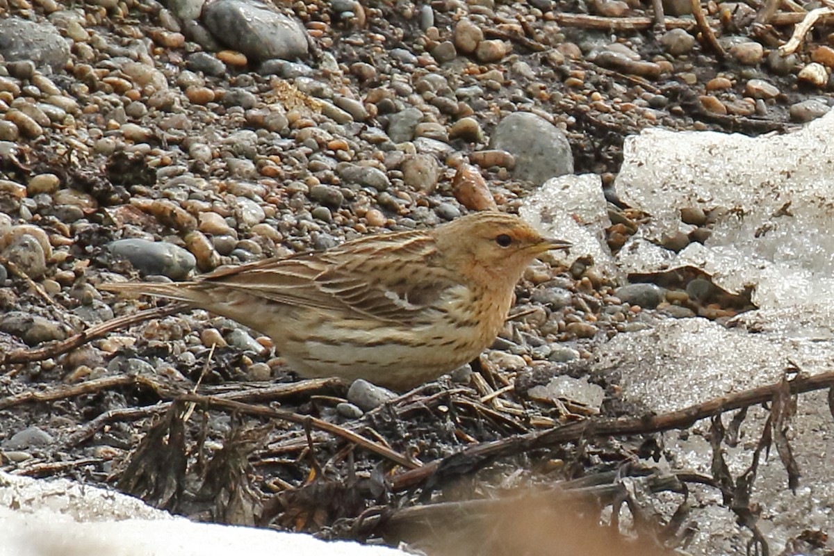 Red-throated Pipit - Joe Wing
