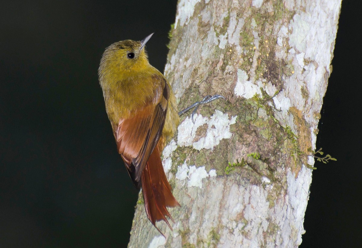 Olivaceous Woodcreeper - ML104274191