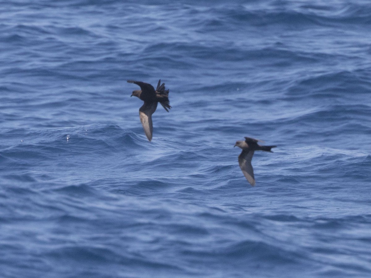 Ashy Storm-Petrel - ML104277171