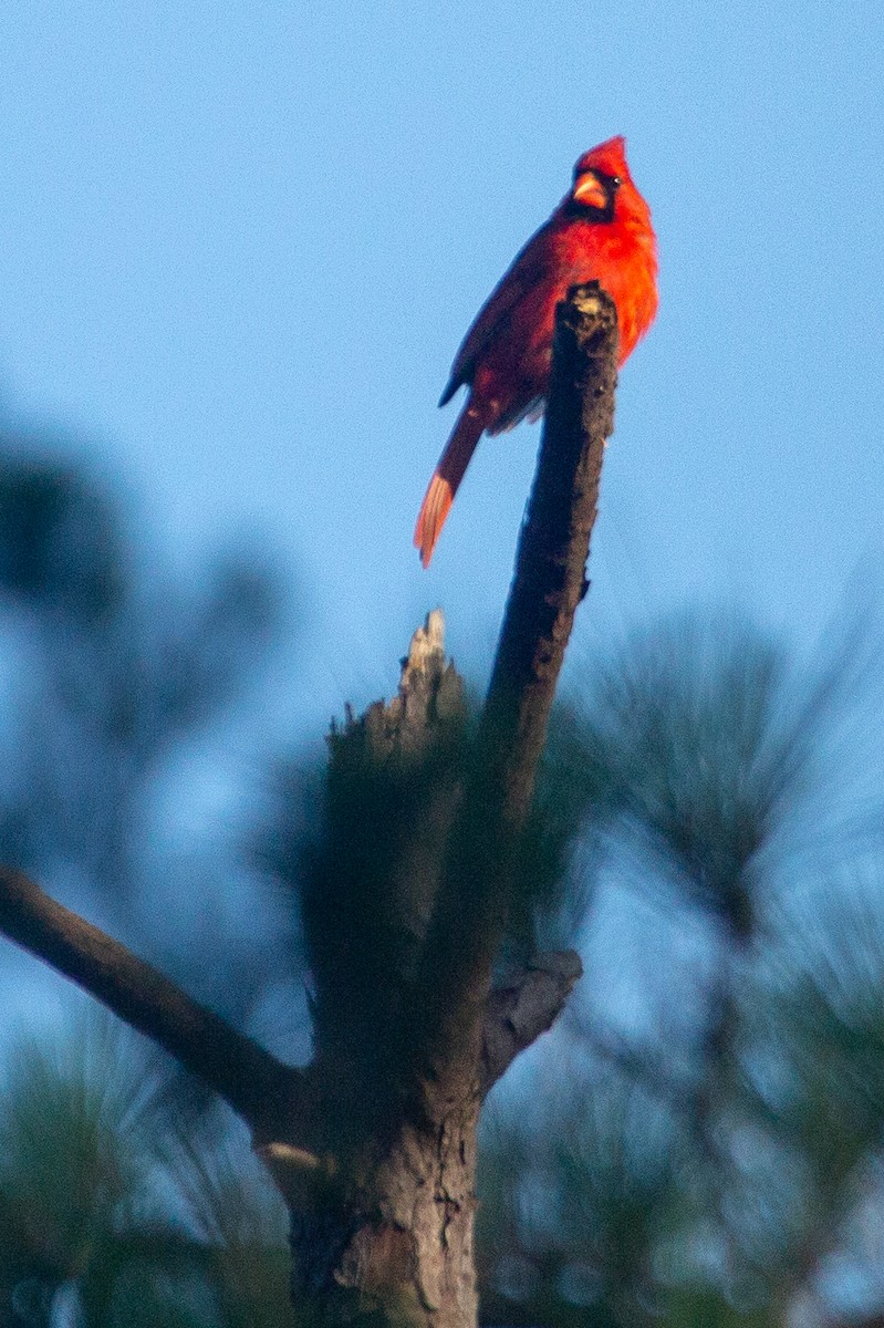 Northern Cardinal - ML104277491