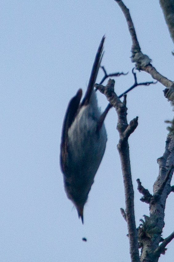 Blue-gray Gnatcatcher - ML104277511