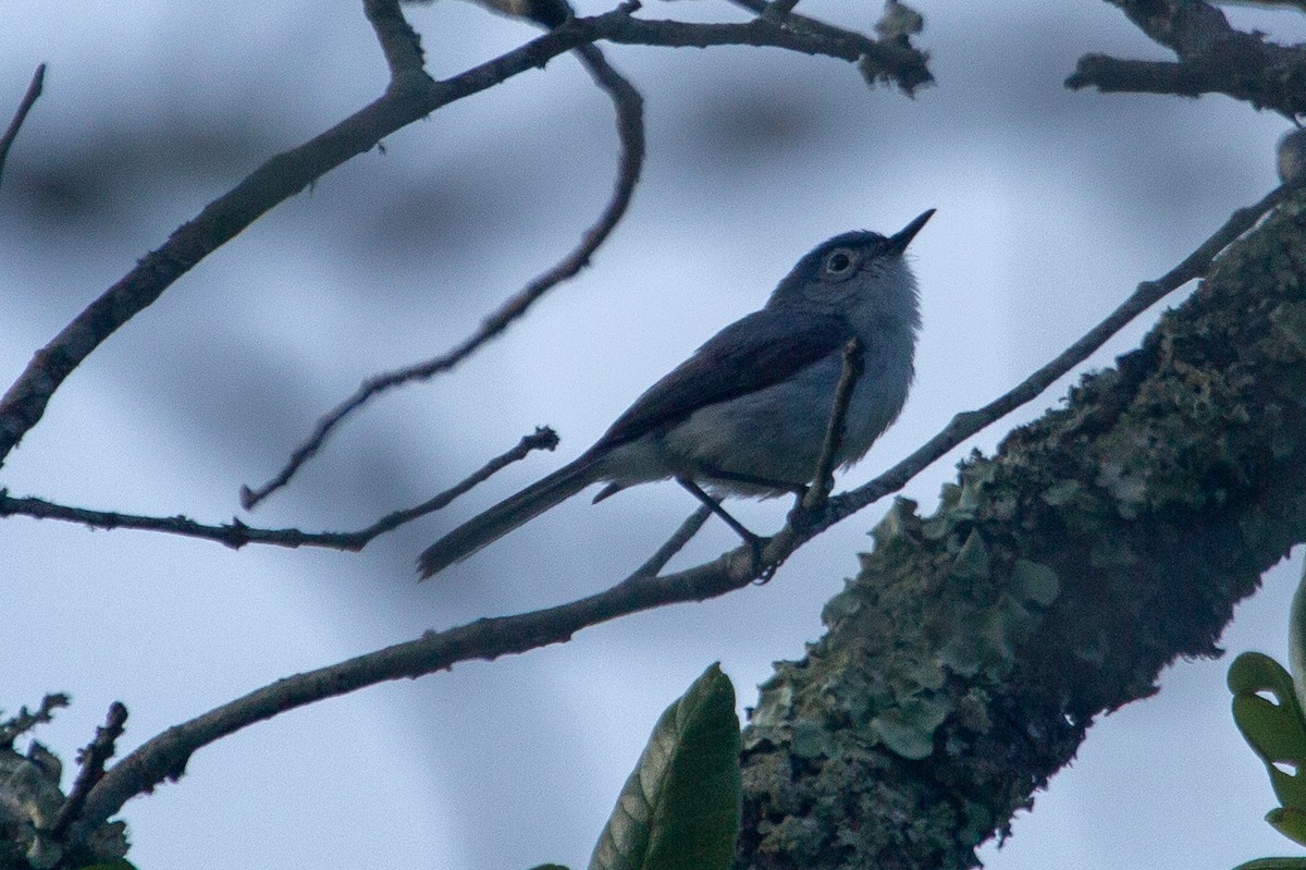 Blue-gray Gnatcatcher - ML104277521