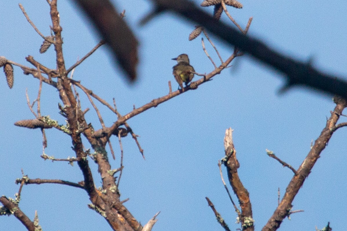 Great Crested Flycatcher - ML104277581