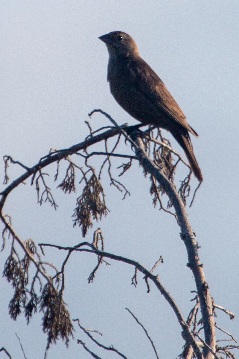 Brown-headed Cowbird - ML104277761
