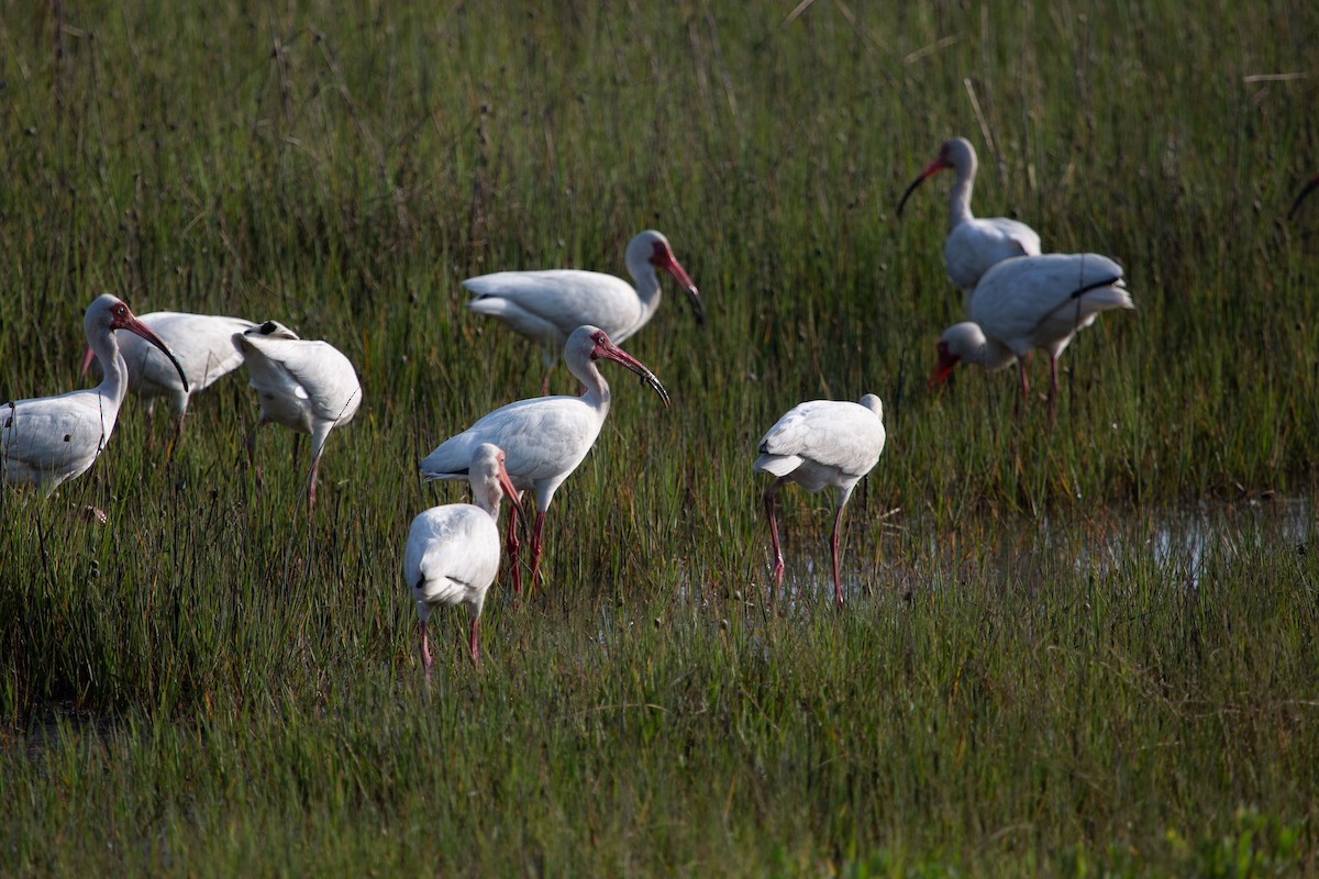 White Ibis - Amanda Marsh