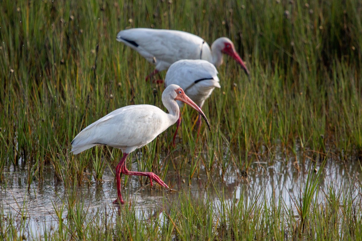 White Ibis - ML104277971