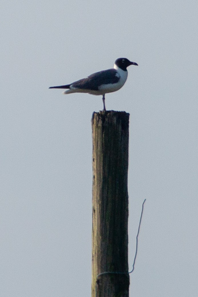 Laughing Gull - Amanda Marsh