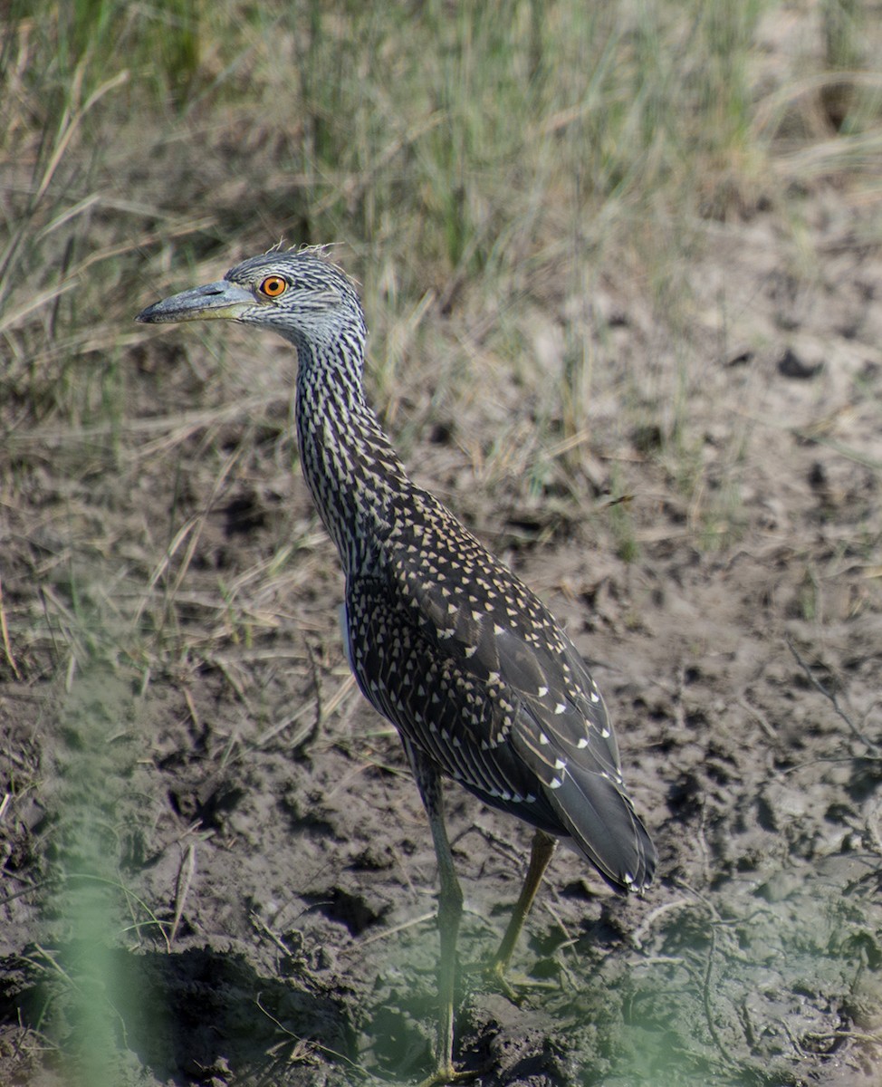 Yellow-crowned Night Heron - ML104278751
