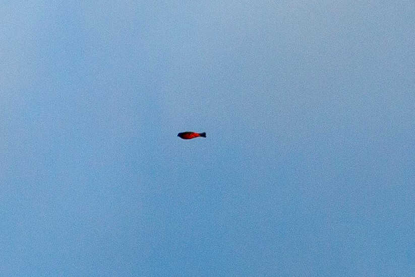 Painted Bunting - ML104278801