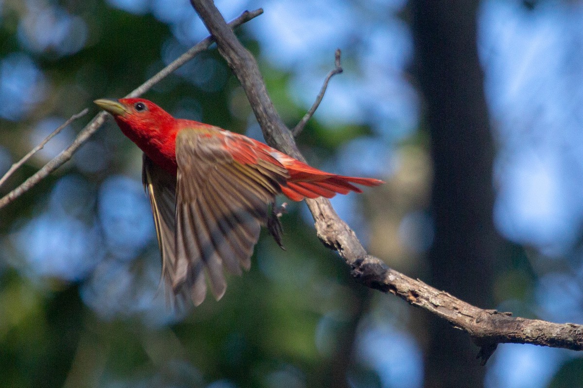 Summer Tanager - ML104279611