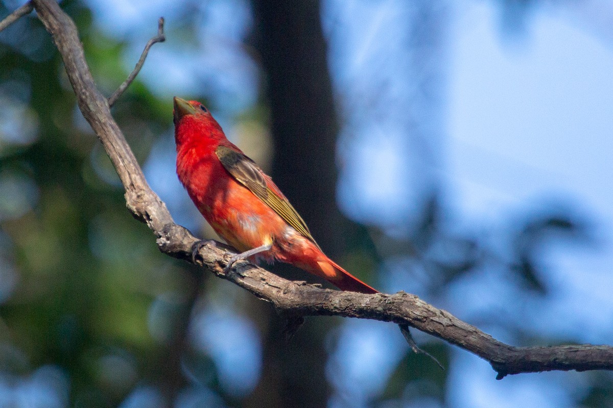 Summer Tanager - ML104279621