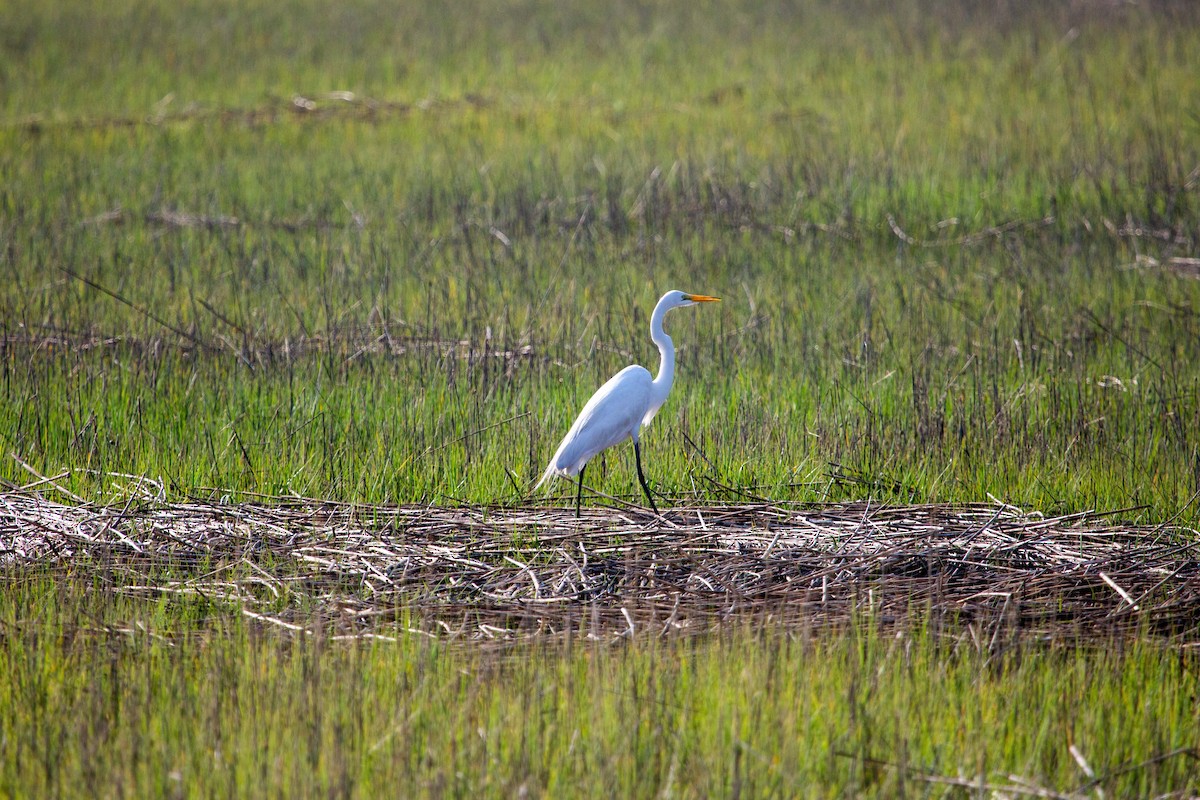 Great Egret - Amanda Marsh